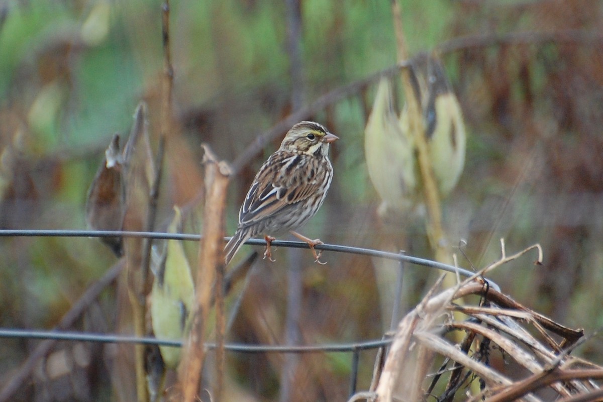Savannah Sparrow - ML639052265