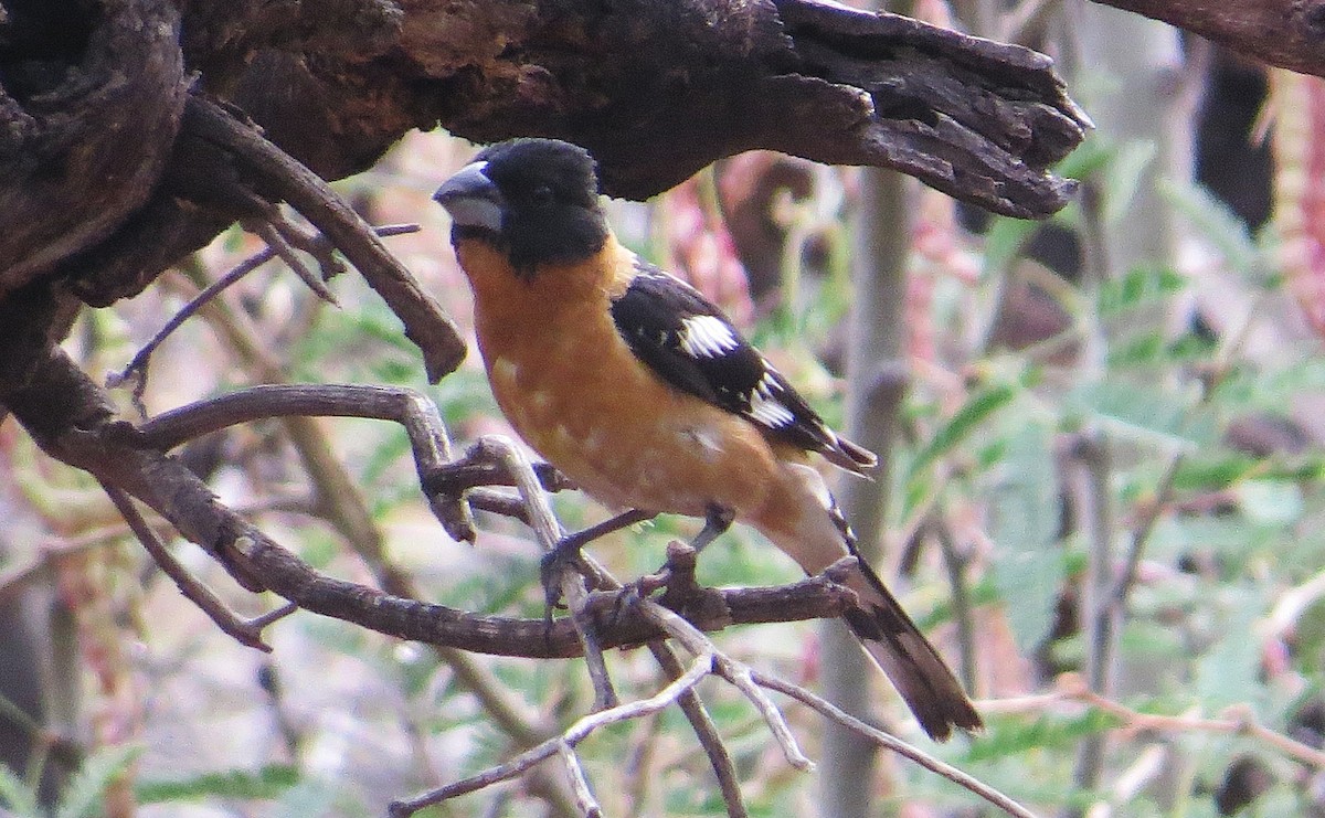 Black-headed Grosbeak - ML639052267