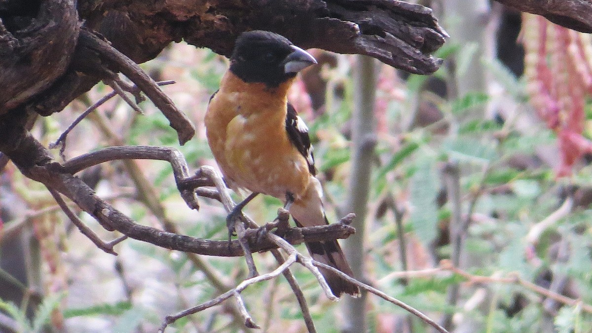 Black-headed Grosbeak - ML639052268