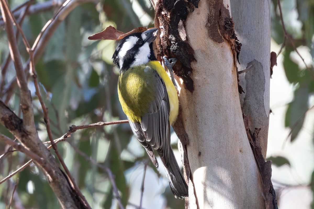 Eastern Shrike-tit - ML639052272