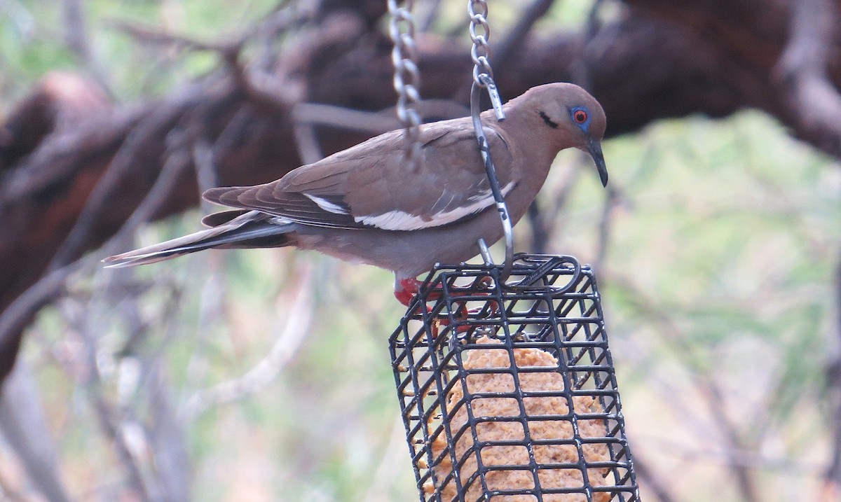 White-winged Dove - ML639052276