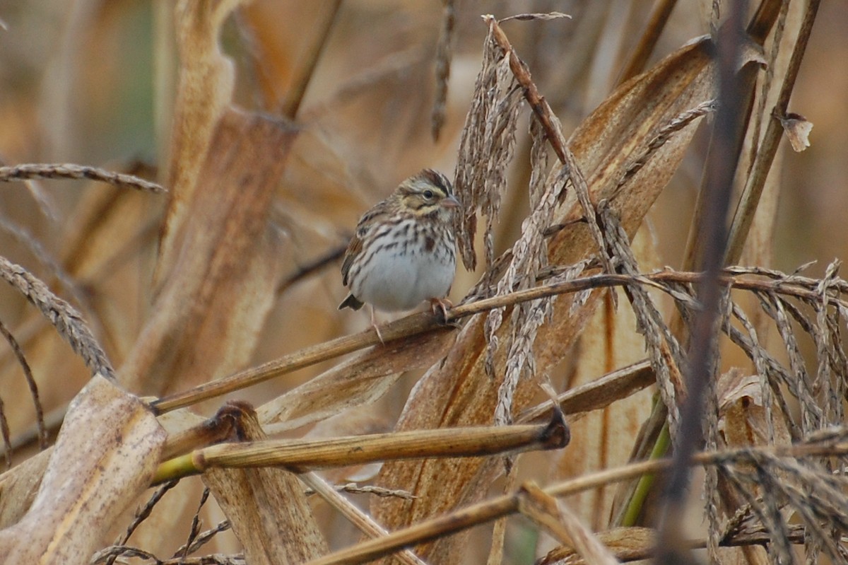 Song Sparrow - ML639052277