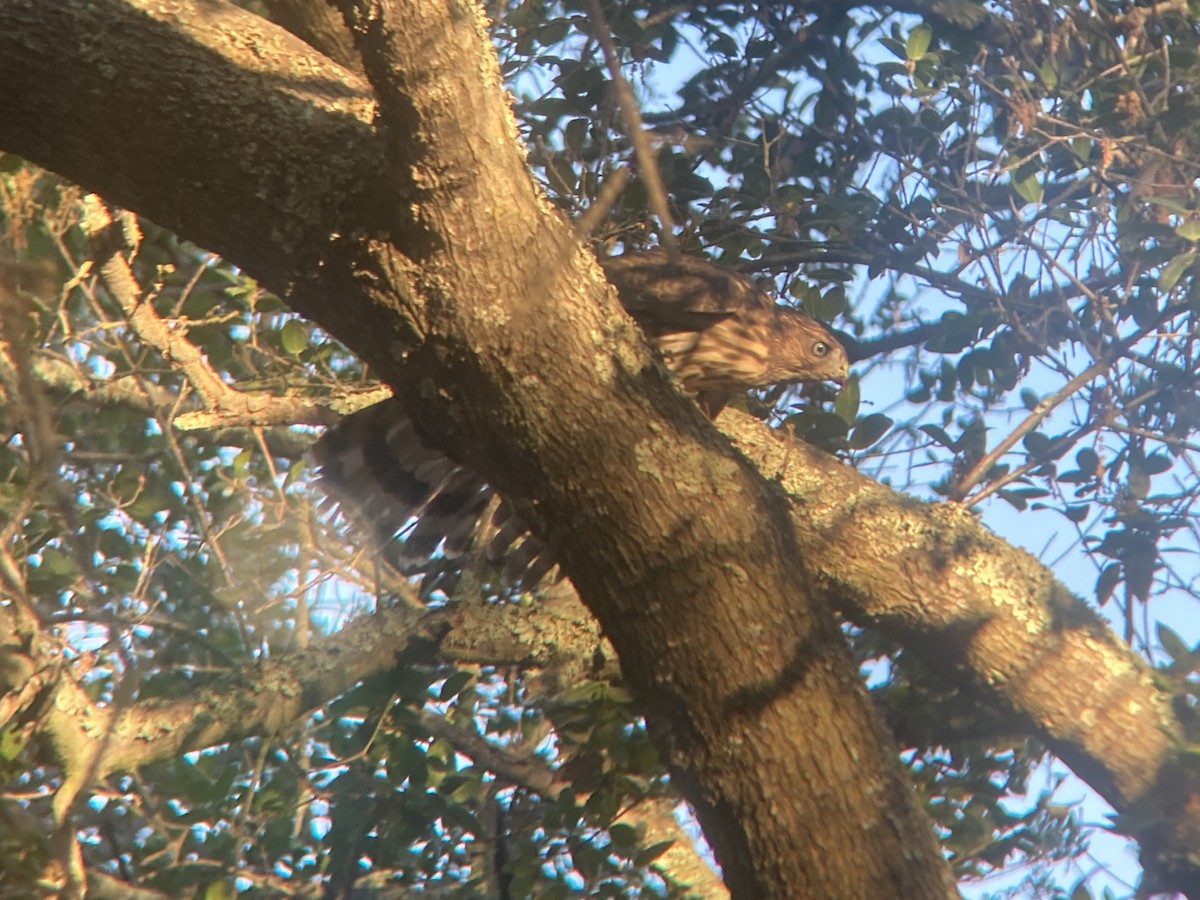 Cooper's Hawk - ML639052282