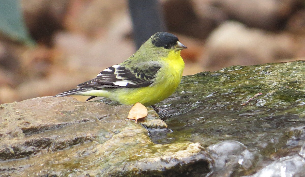 Lesser Goldfinch - ML639052324