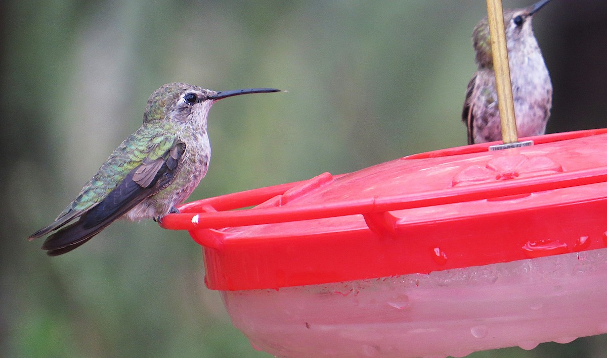 Anna's Hummingbird - ML639052335