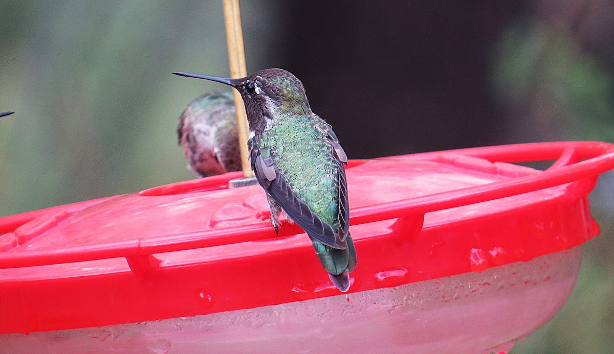 Anna's Hummingbird - ML639052336