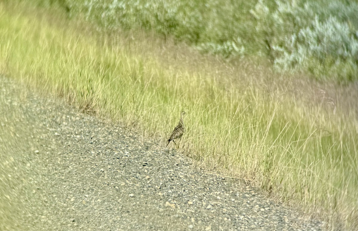 Upland Sandpiper - ML639052367