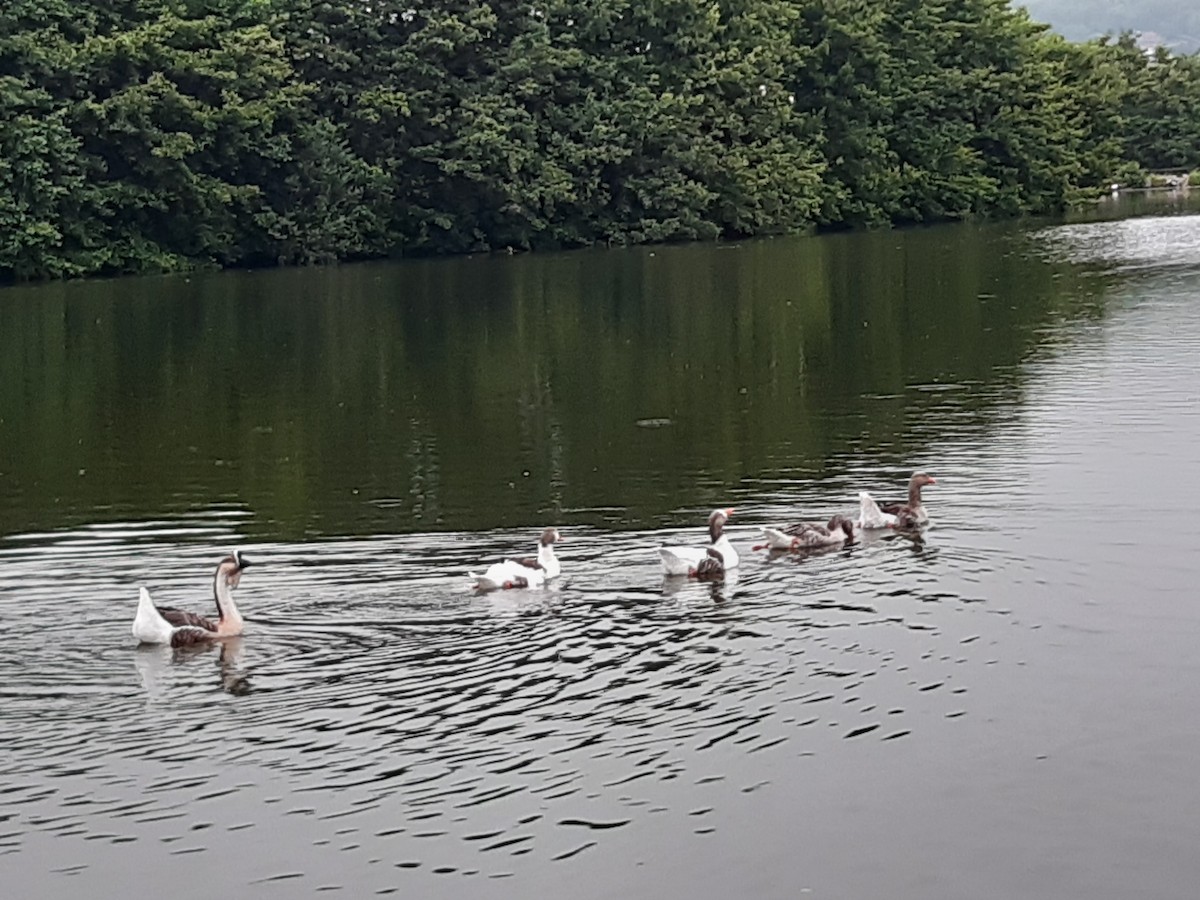 Graylag Goose (Domestic type) - ML639052368