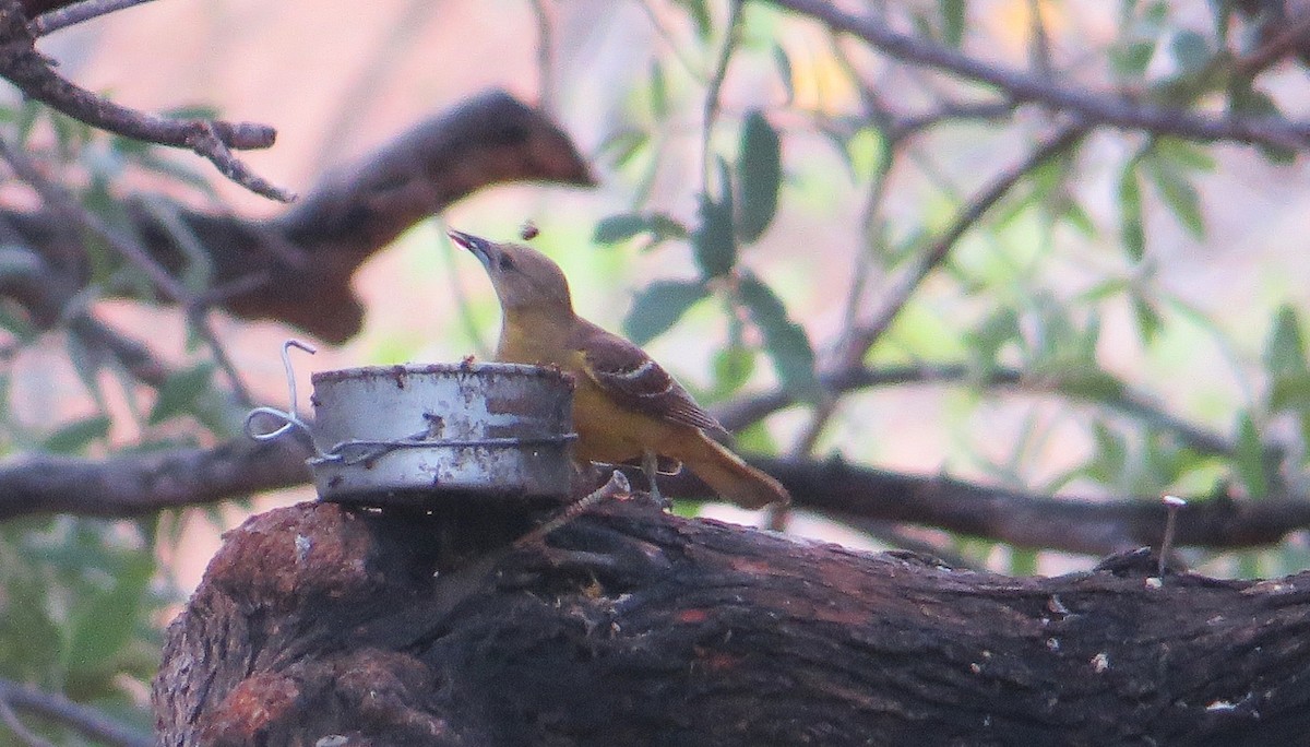 Scott's Oriole - ML639052407