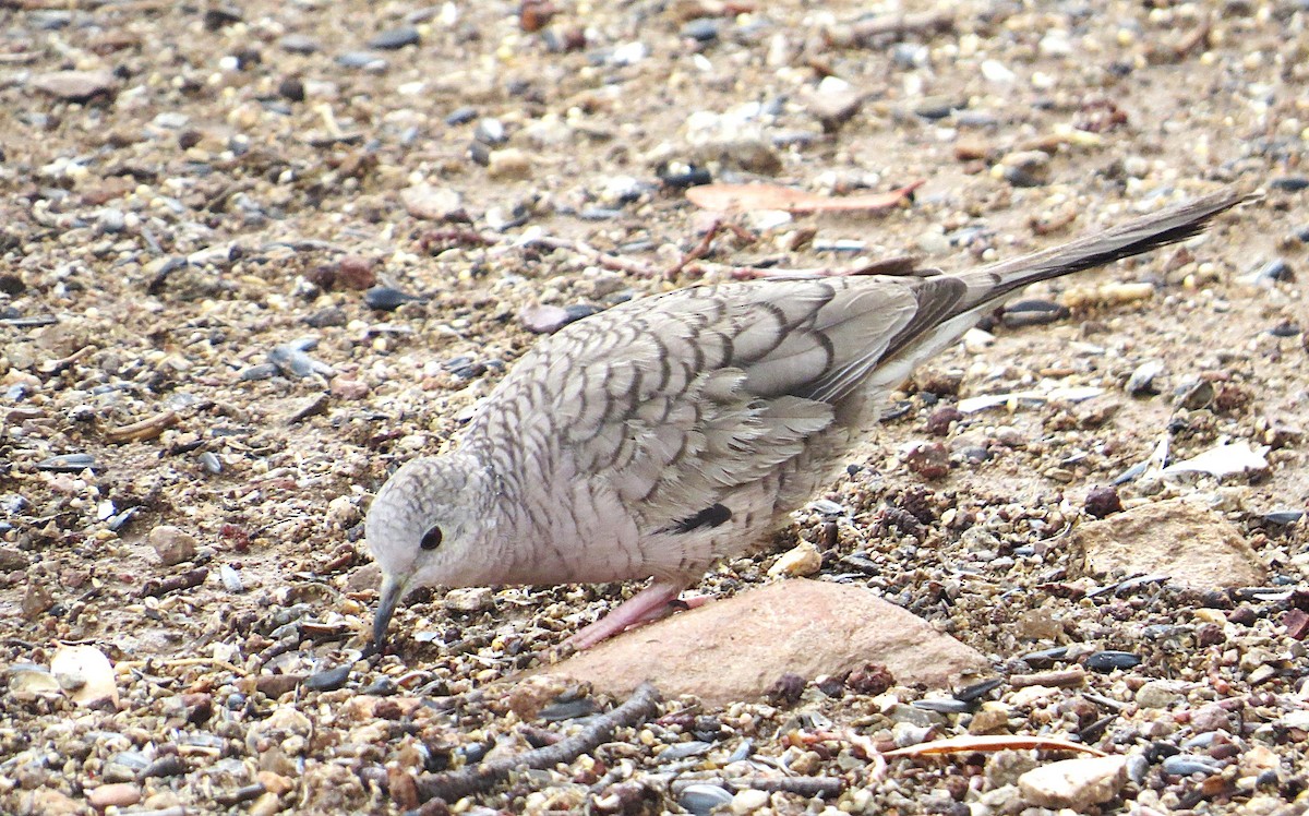 Inca Dove - ML639052470