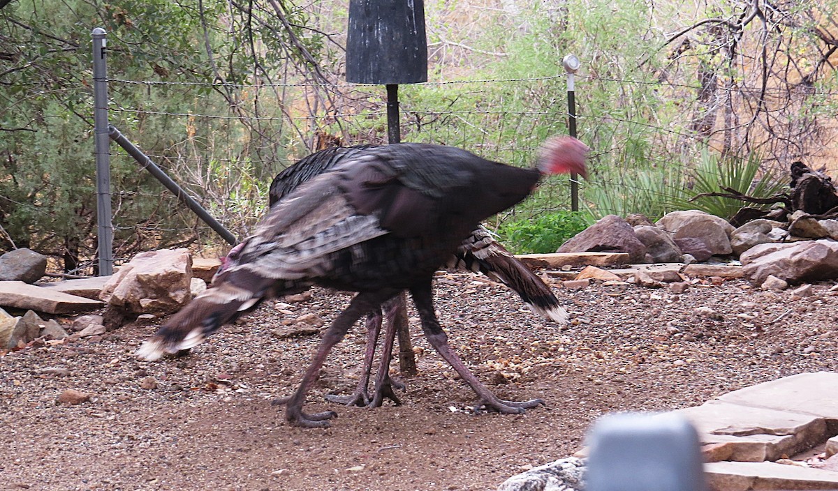 Wild Turkey - ML639052480