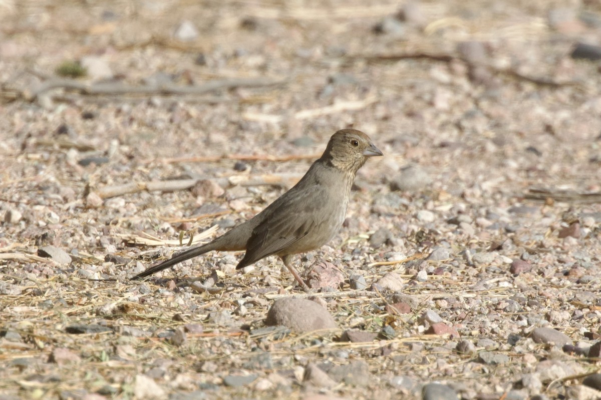 Canyon Towhee - ML639052552