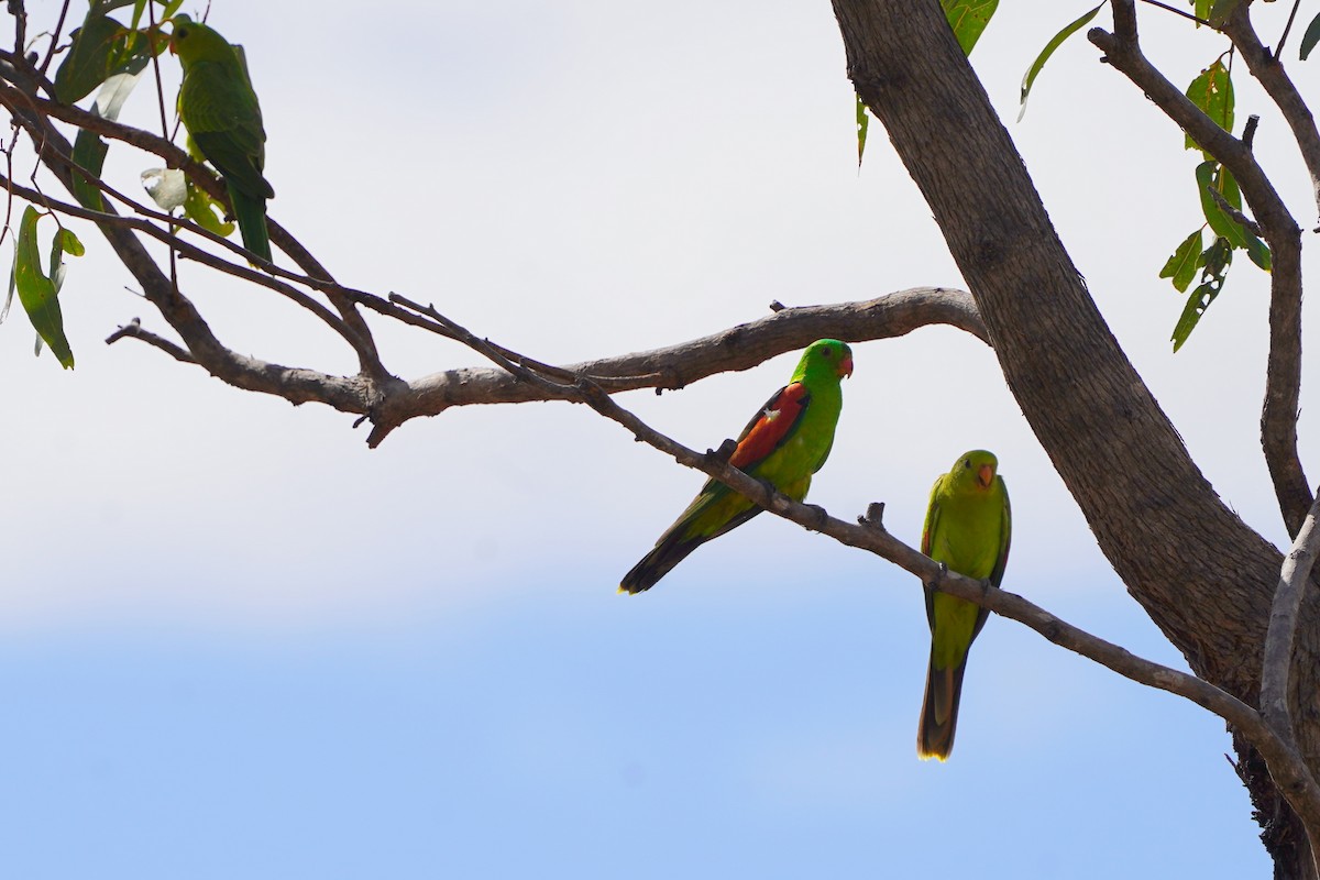 Red-winged Parrot - ML639052558