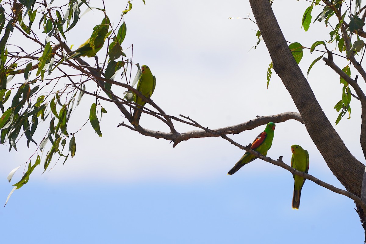 Red-winged Parrot - ML639052559