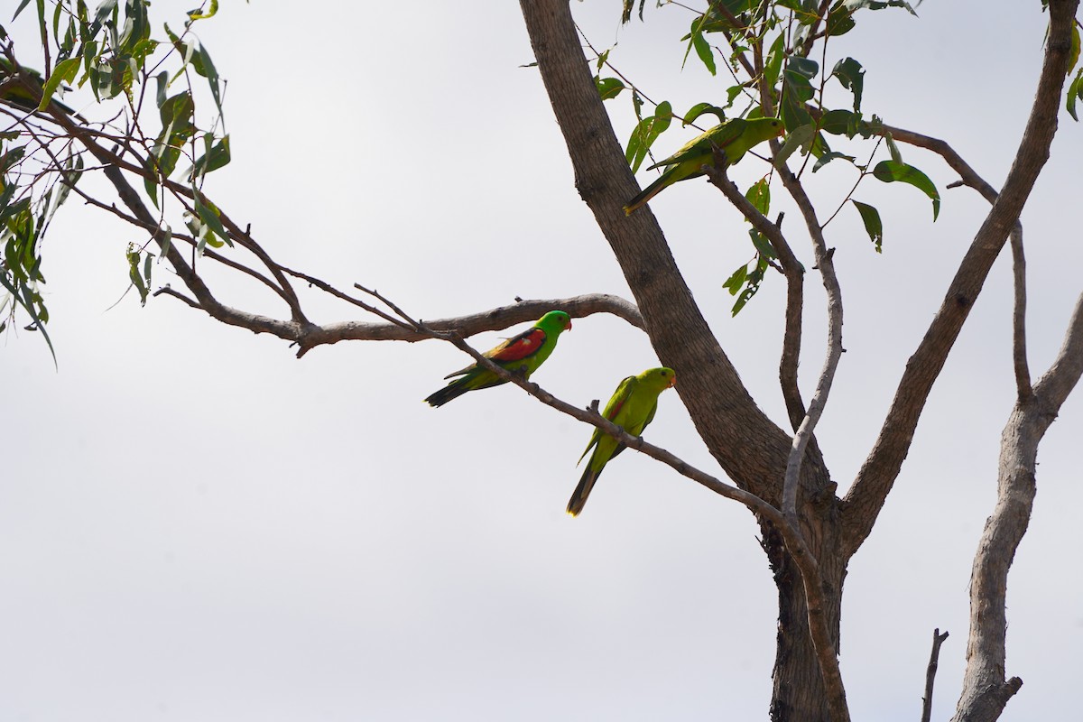 Red-winged Parrot - ML639052560