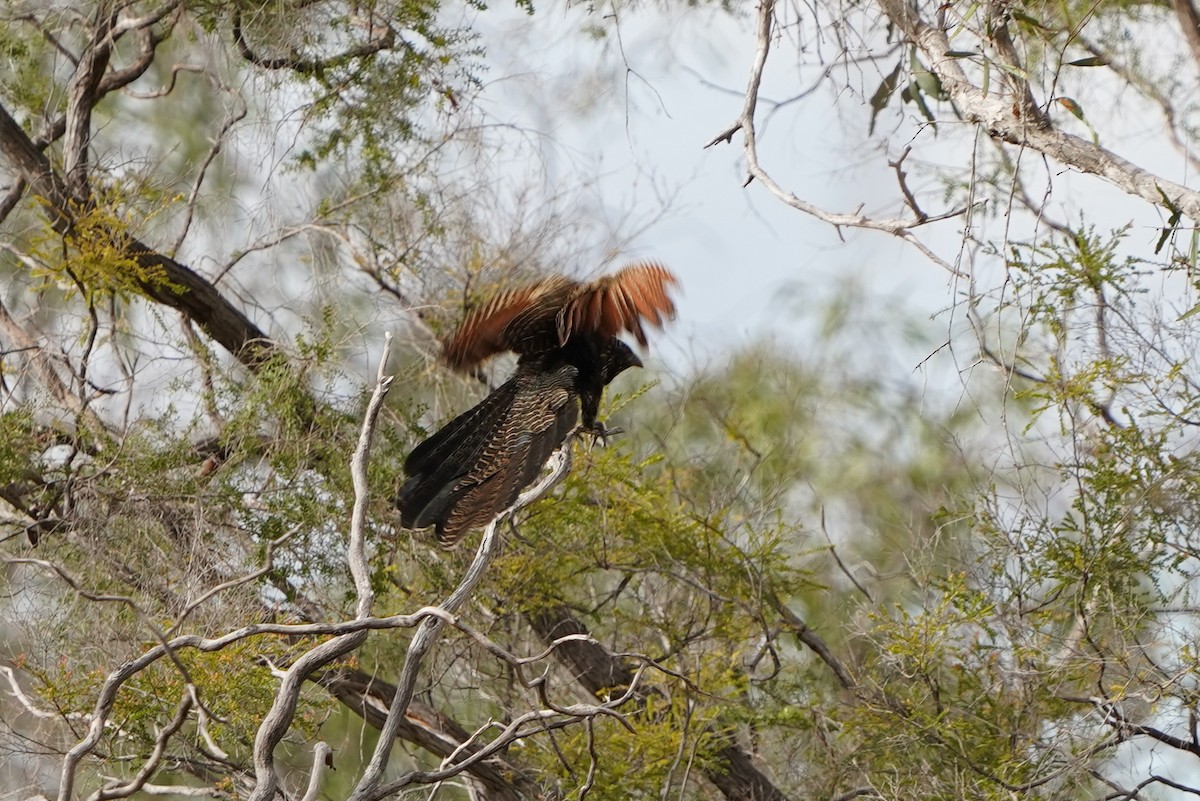 Pheasant Coucal - ML639052590