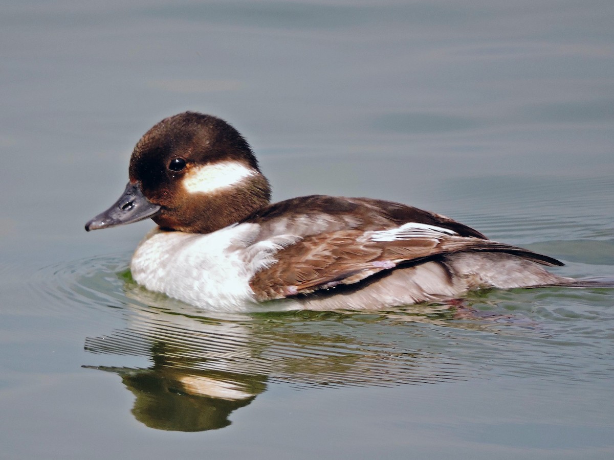 Immature male