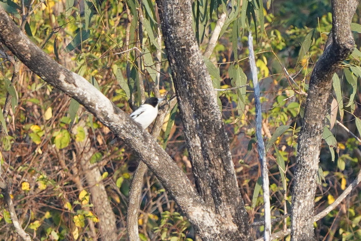 Black-backed Butcherbird - ML639052701