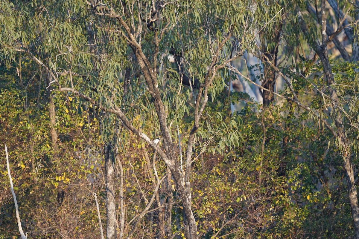 Black-backed Butcherbird - ML639052702