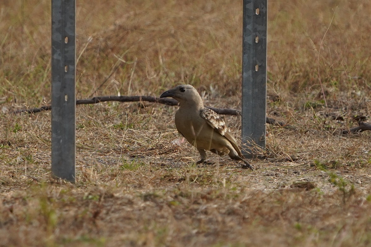 Great Bowerbird - ML639052703