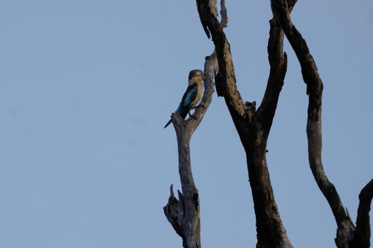 Blue-winged Kookaburra - ML639052704