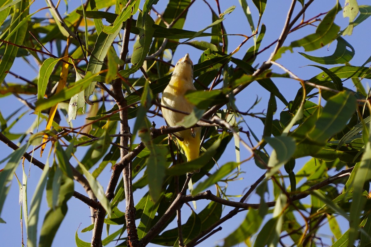 Red-browed Pardalote - ML639052706