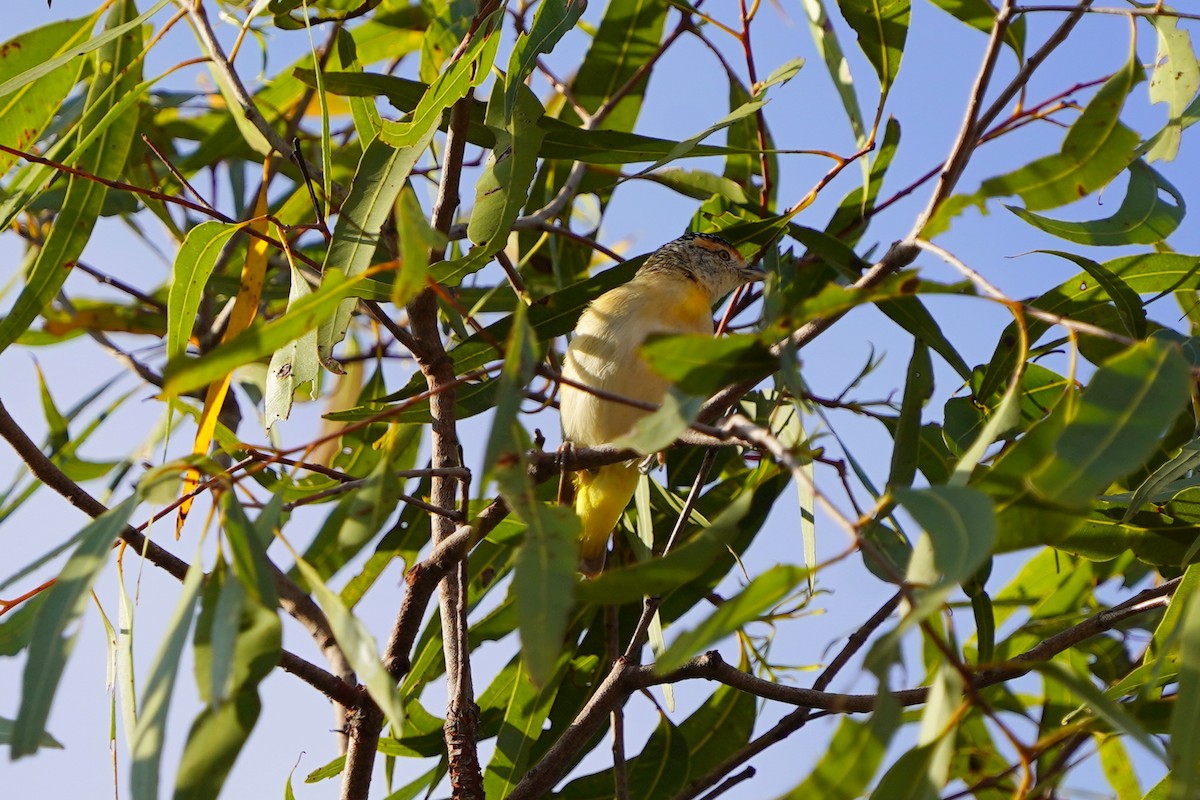 Red-browed Pardalote - ML639052707