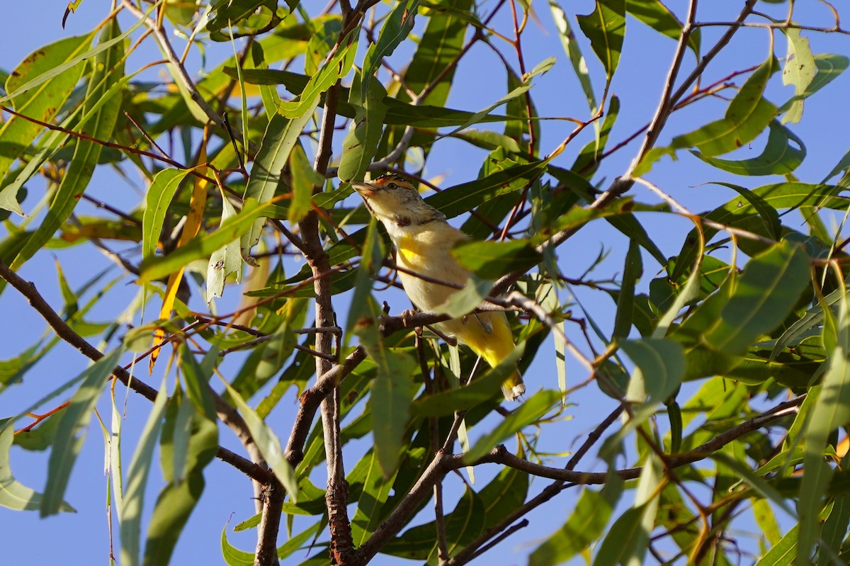 Red-browed Pardalote - ML639052708