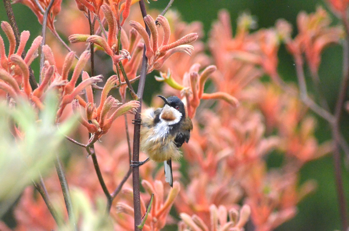 Eastern Spinebill - ML639052745