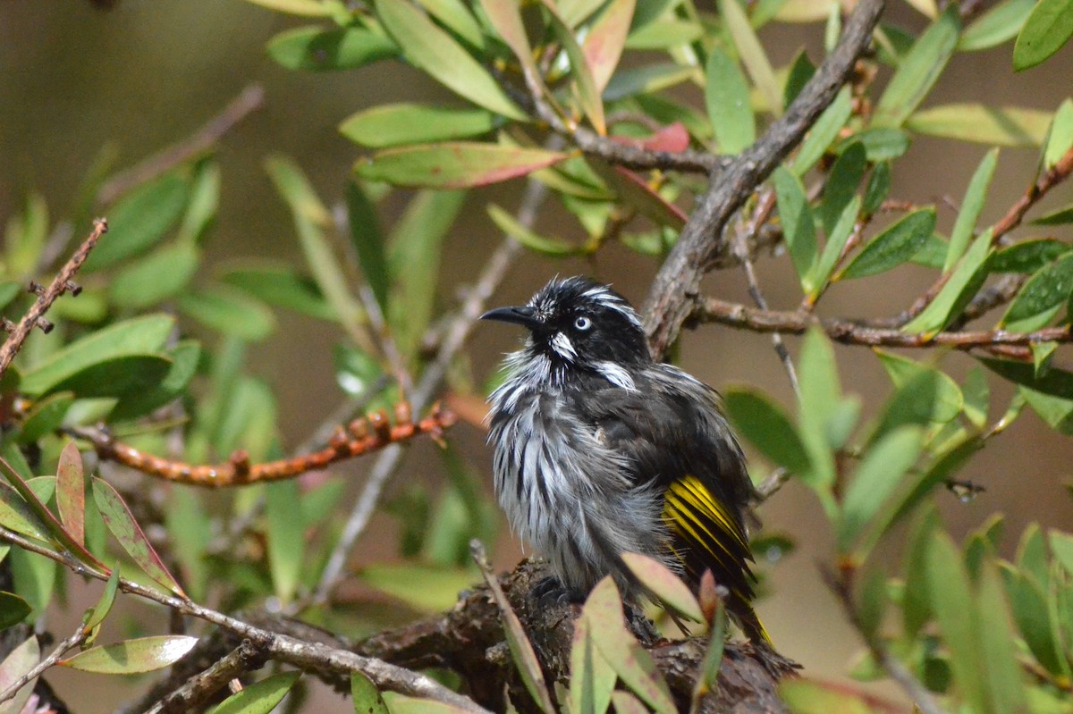 New Holland Honeyeater - ML639052756