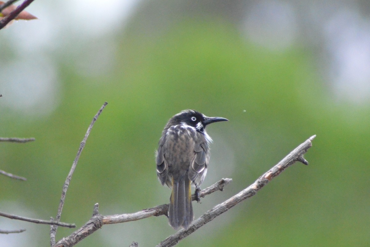 New Holland Honeyeater - ML639052761