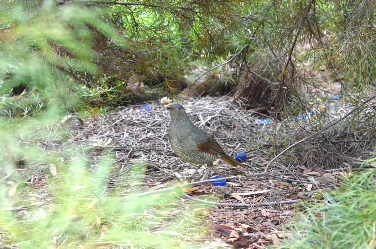 Satin Bowerbird - ML639052774