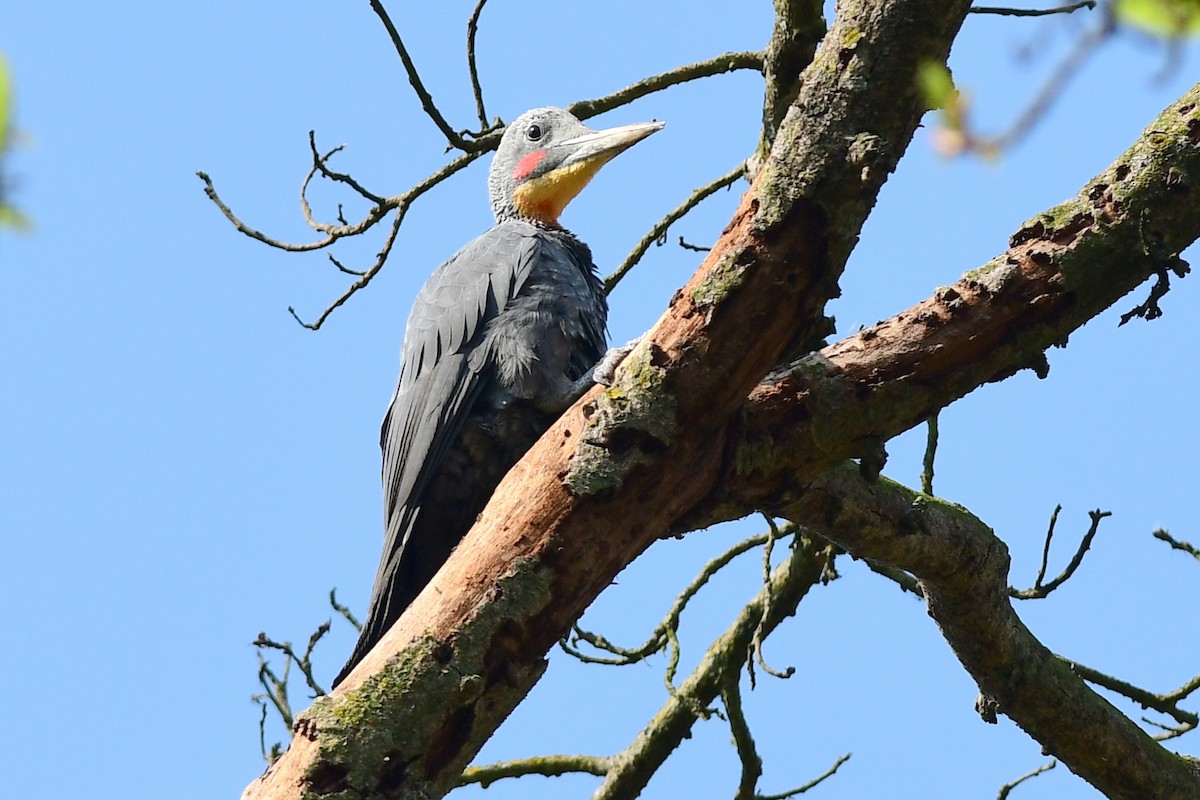 Great Slaty Woodpecker - ML639052788
