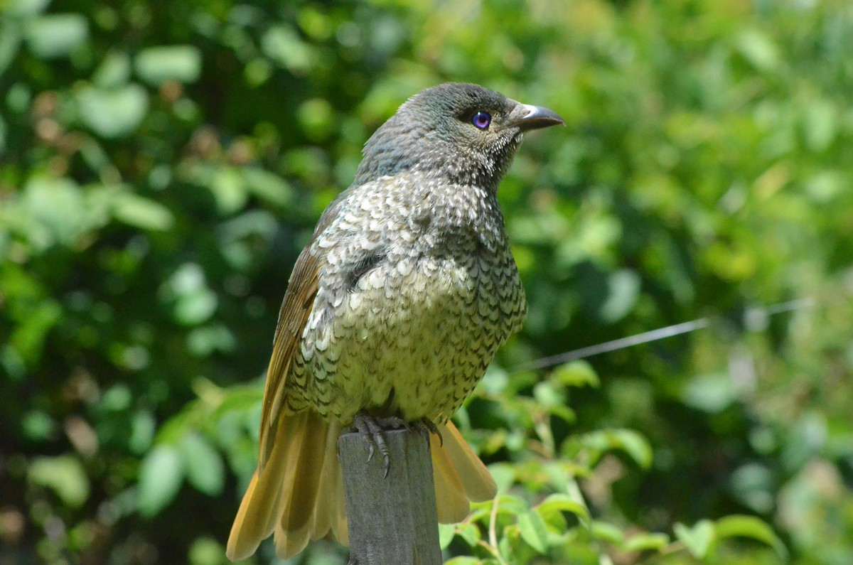 Satin Bowerbird - ML639052802