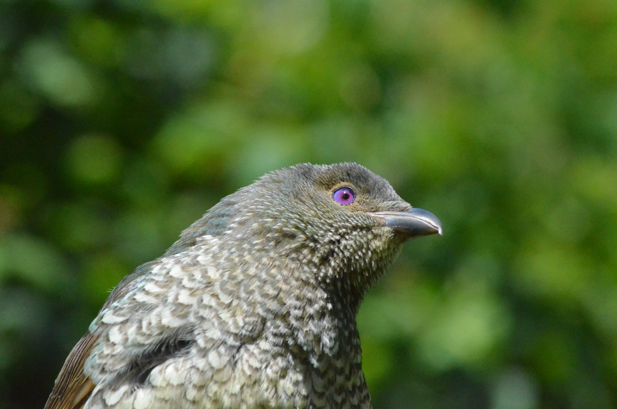 Satin Bowerbird - ML639052803