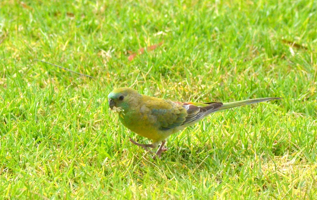 Red-rumped Parrot - ML639052808