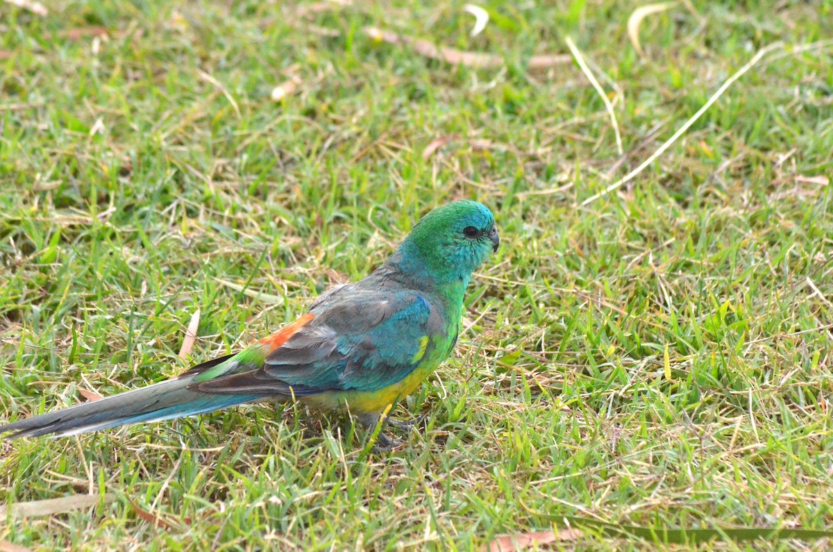 Red-rumped Parrot - ML639052809