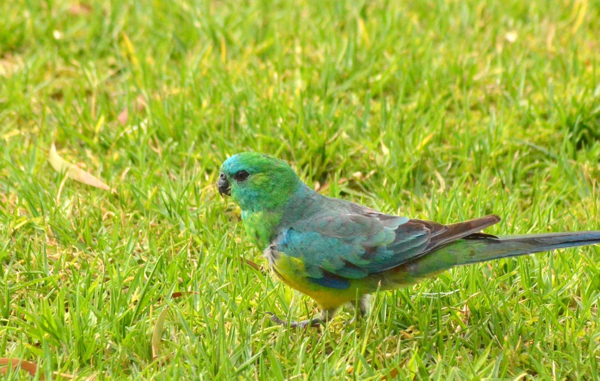Red-rumped Parrot - ML639052810