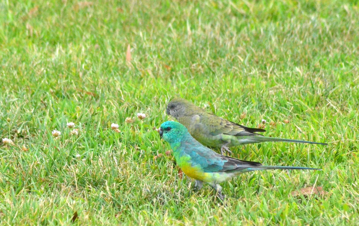 Red-rumped Parrot - ML639052811