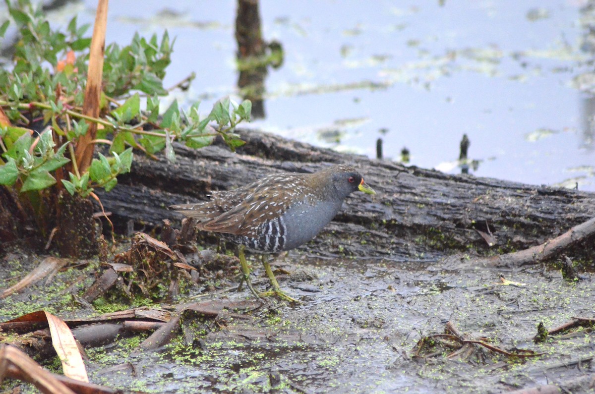 Australian Crake - ML639052867