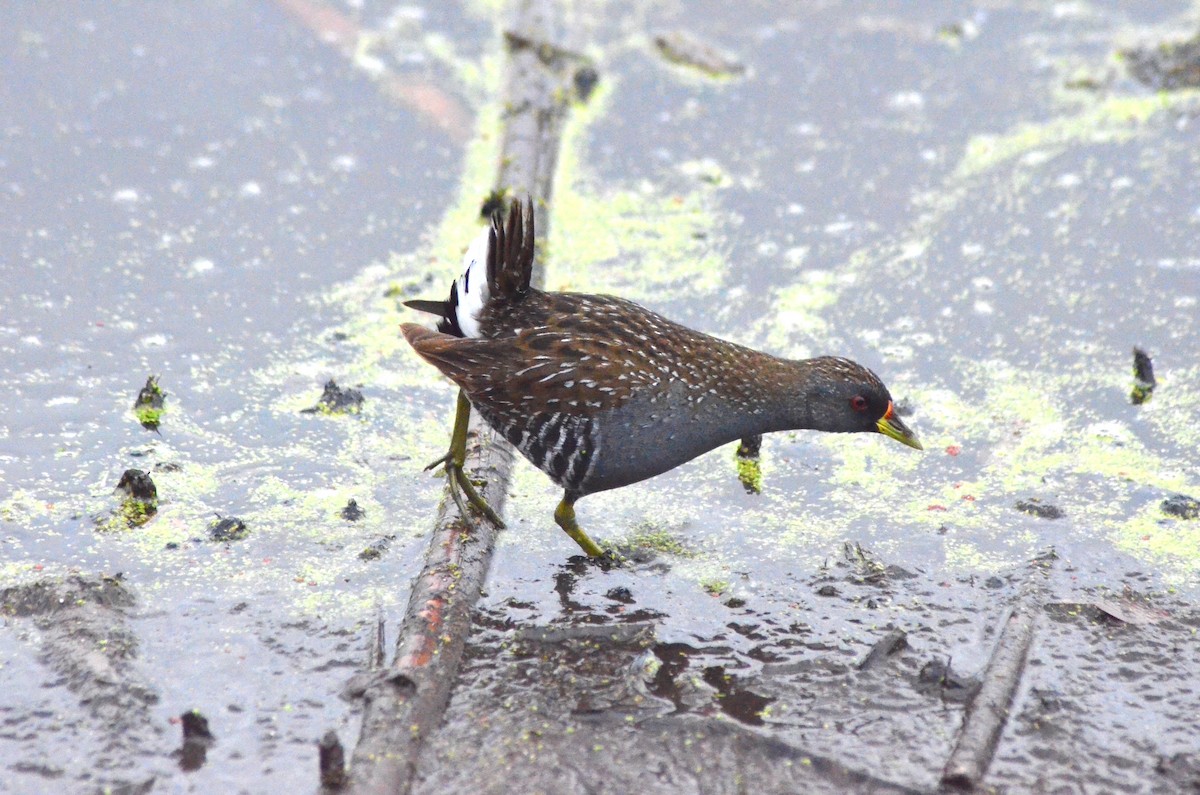 Australian Crake - ML639052868