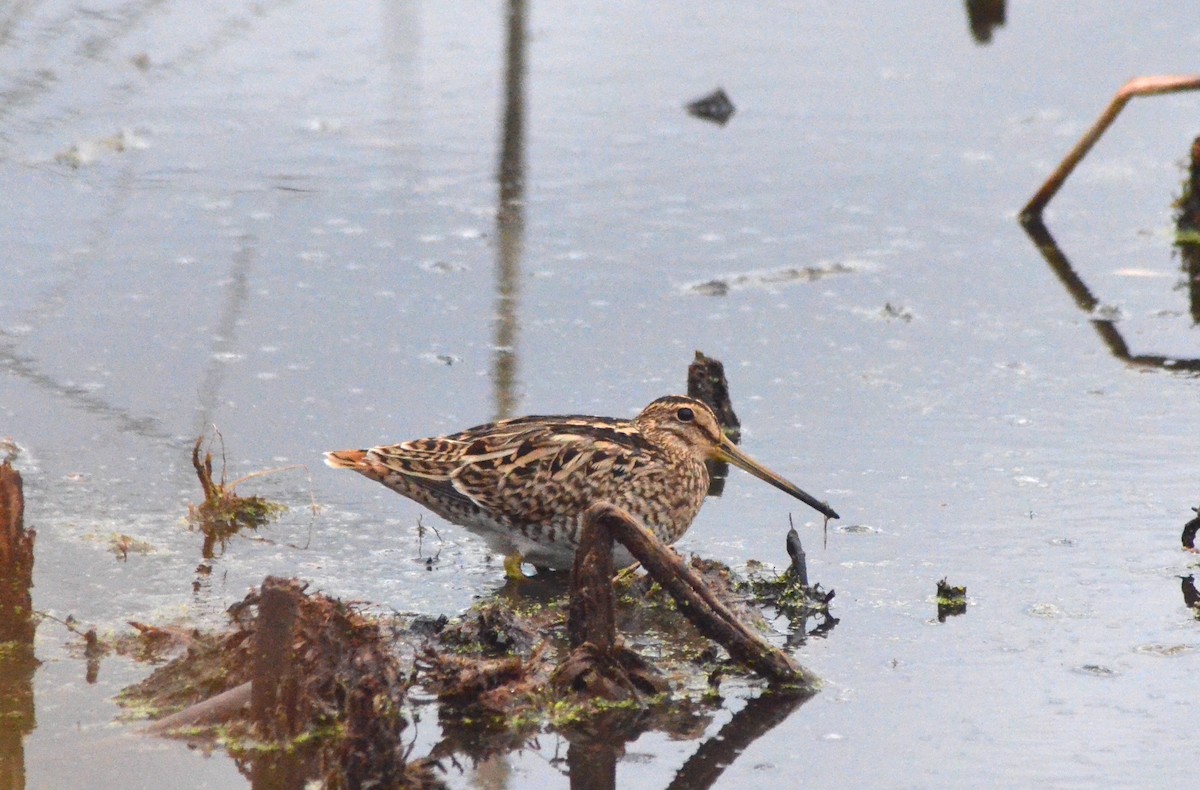 Latham's Snipe - ML639052876