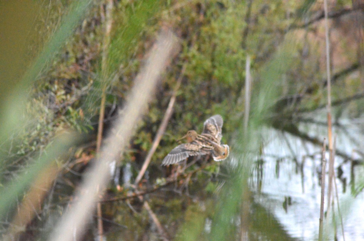 Latham's Snipe - ML639052877