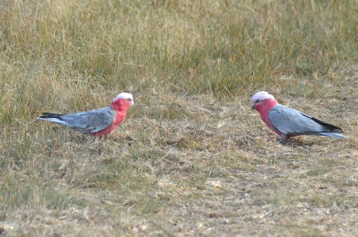 Galah - ML639052902