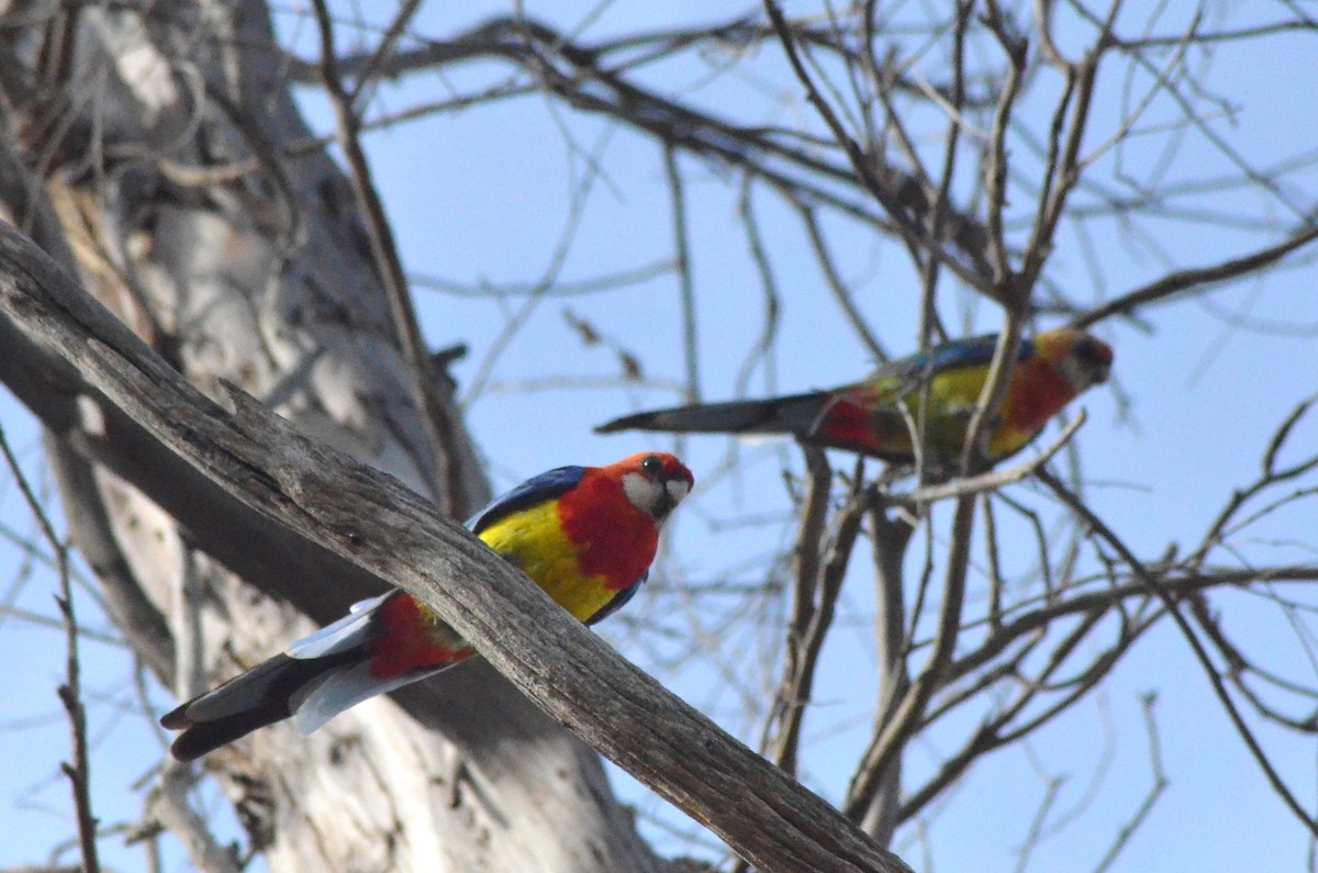 Eastern Rosella - ML639052905