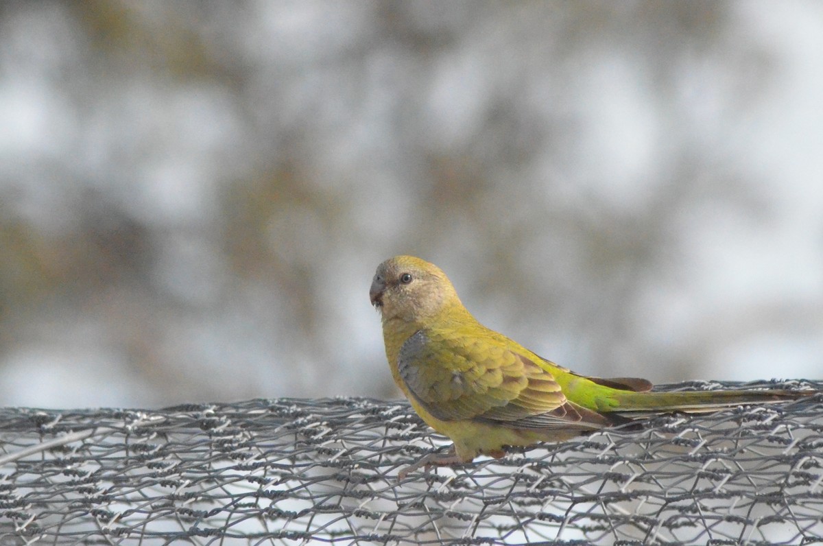 Red-rumped Parrot - ML639052909