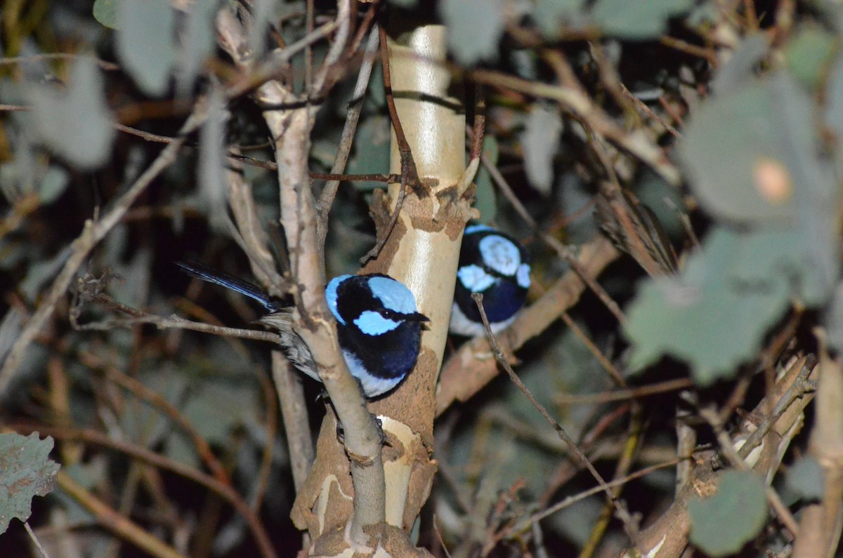 Superb Fairywren - ML639052916