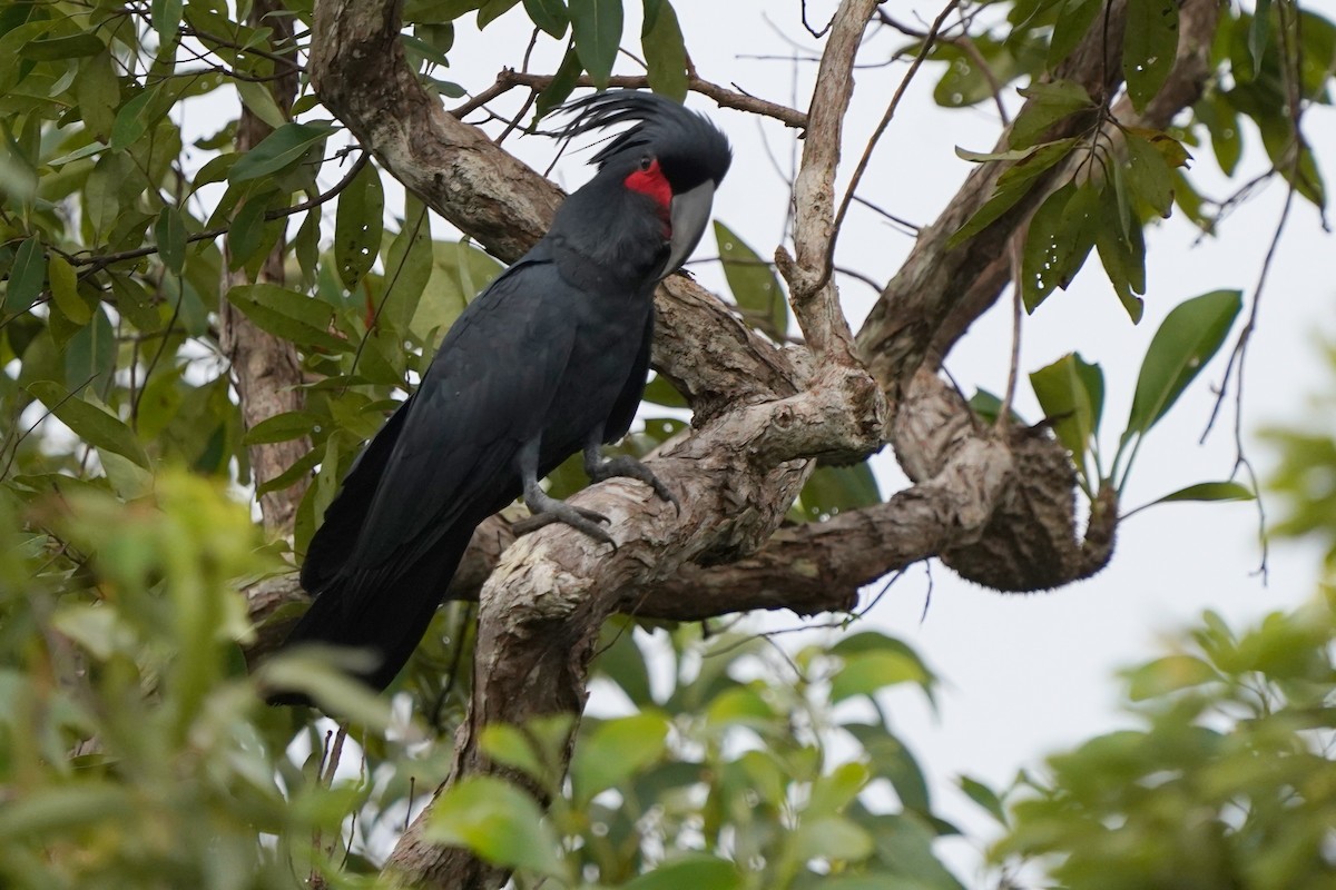 Cacatúa Enlutada - ML639052935