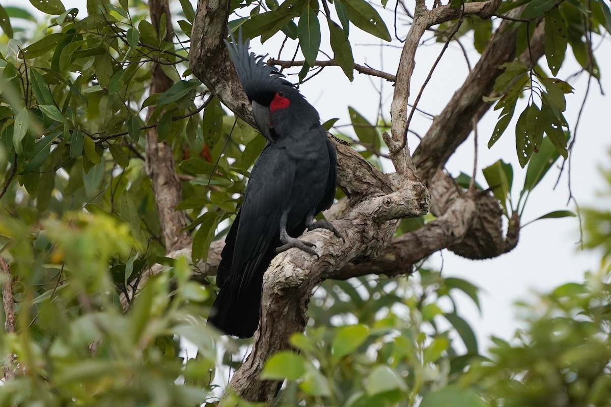 Cacatúa Enlutada - ML639052936
