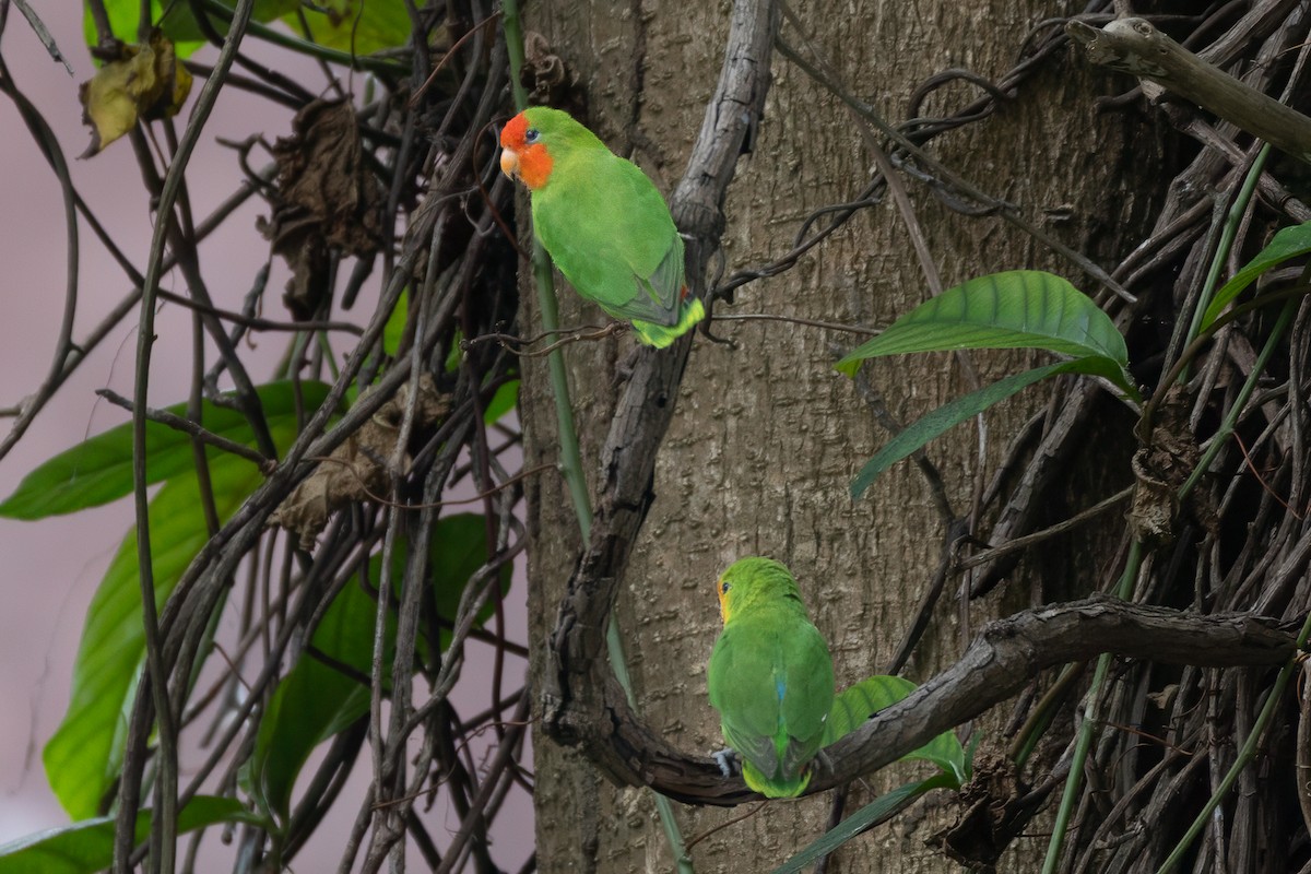 Red-headed Lovebird - ML639053028